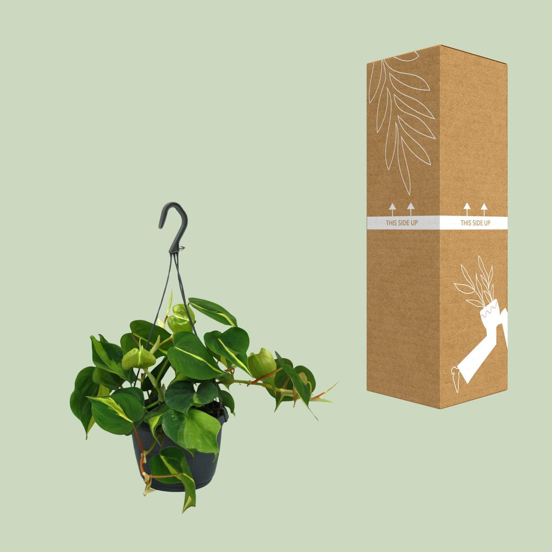 Philodendron Scandens Brasil - 15cm Pot Indoor Houseplant 35cm