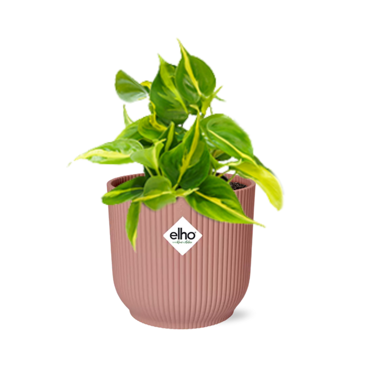 Philodendron Brasil indoor plant with vibrant green and yellow variegated leaves in a decorative pot by Everspring