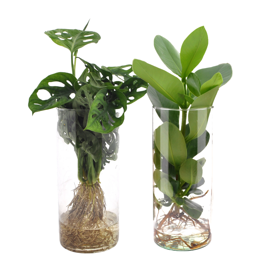 Hydroponic Plant Mix - Monstera Clusia Glass Duo 12cm Water Plants