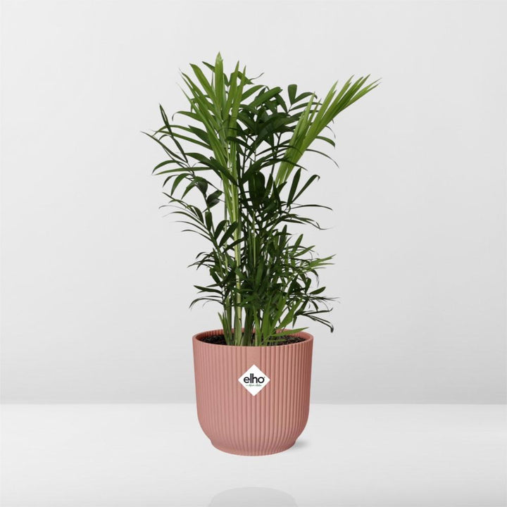 Chamaedorea Elegans - Dwarf Mountain Palm Indoor Plant 14cm Pot