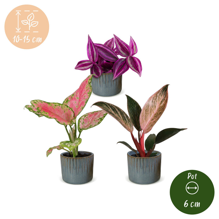 Baby Paradise Mix tropical houseplants, pack of 3 in Ø6cm pots, image 5