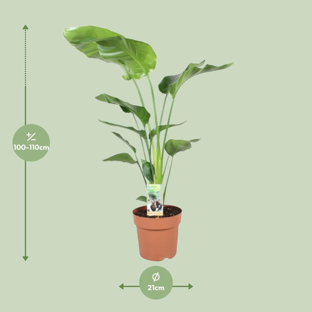 Strelitzia (Bird of Paradise Flower): Your Exotic Indoor Masterpiece!