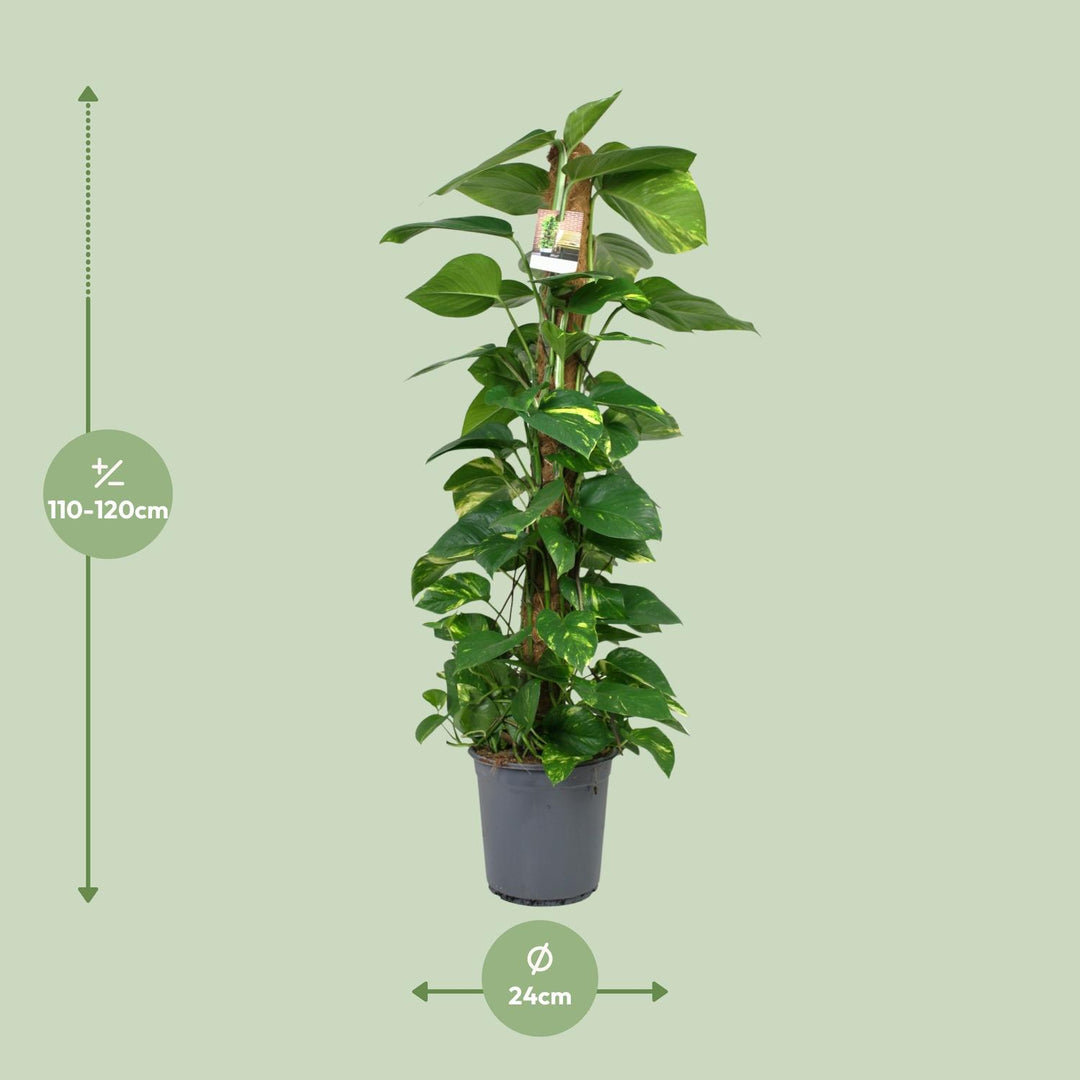 Scindapsus: Lush 120cm Trailing Beauty – Easy Care & Vibrant Greenery!