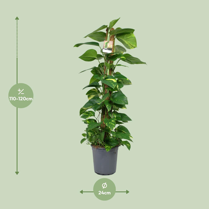 Scindapsus: Lush 120cm Trailing Beauty – Easy Care & Vibrant Greenery!
