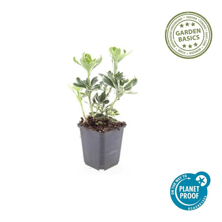 Pachysandra Variegata - Variegated Groundcover Plants for Shade