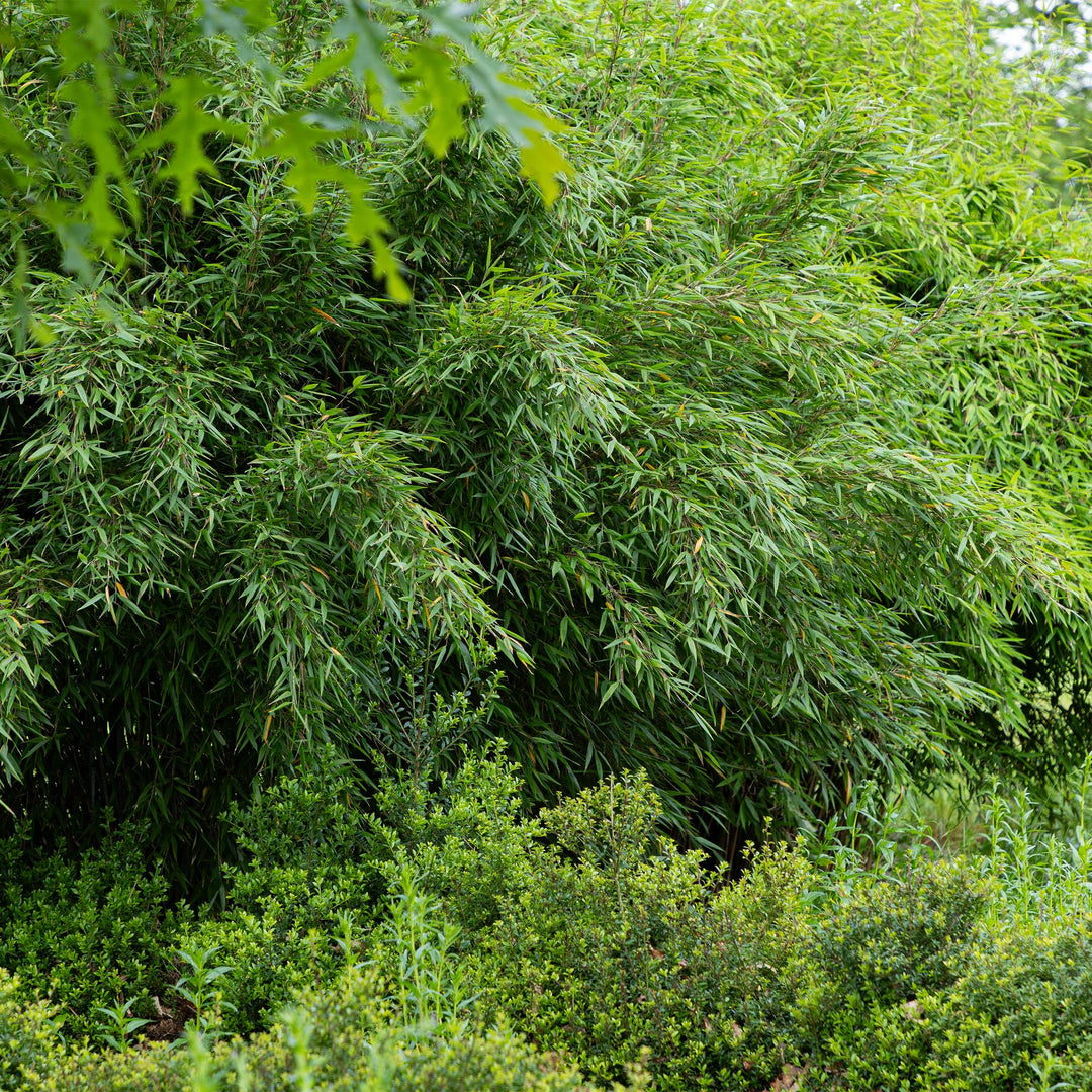 Bamboo - Fargesia Red Dragon - Evergreen - Non-invasive - Green - 18 Plants - Pot 14cm - Height 35cm