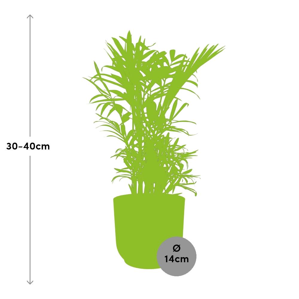 Chamaedorea Elegans - Dwarf Mountain Palm Indoor Plant 14cm Pot