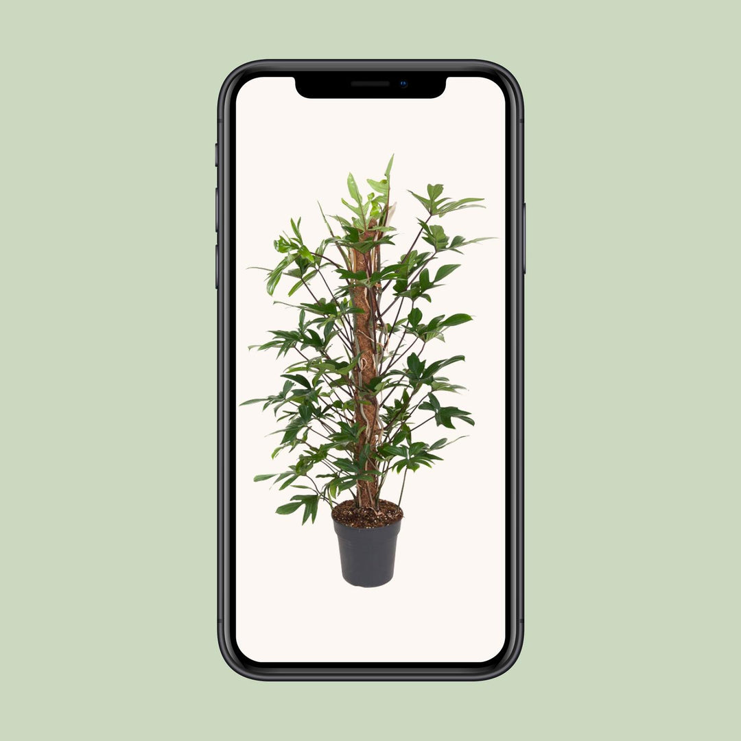 Philodendron Pedatum indoor plant with oak leaf-shaped green foliage, 120cm tall, by Everspring.