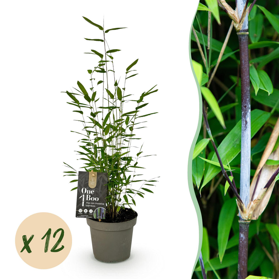 12 Fargesia Black Dragon clumping bamboo plants in 14cm pots
