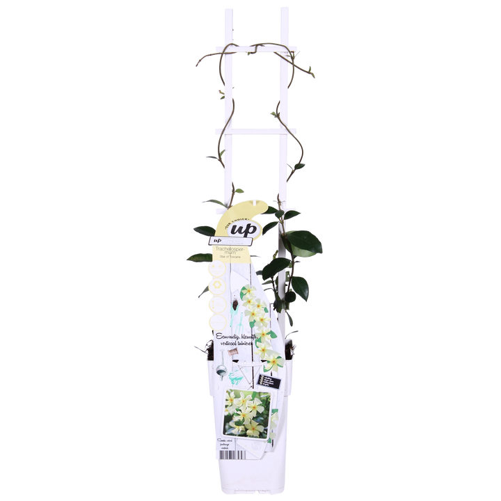 2x - Trachelospermum 'Star of Toscana' - ↨65cm - Ø15