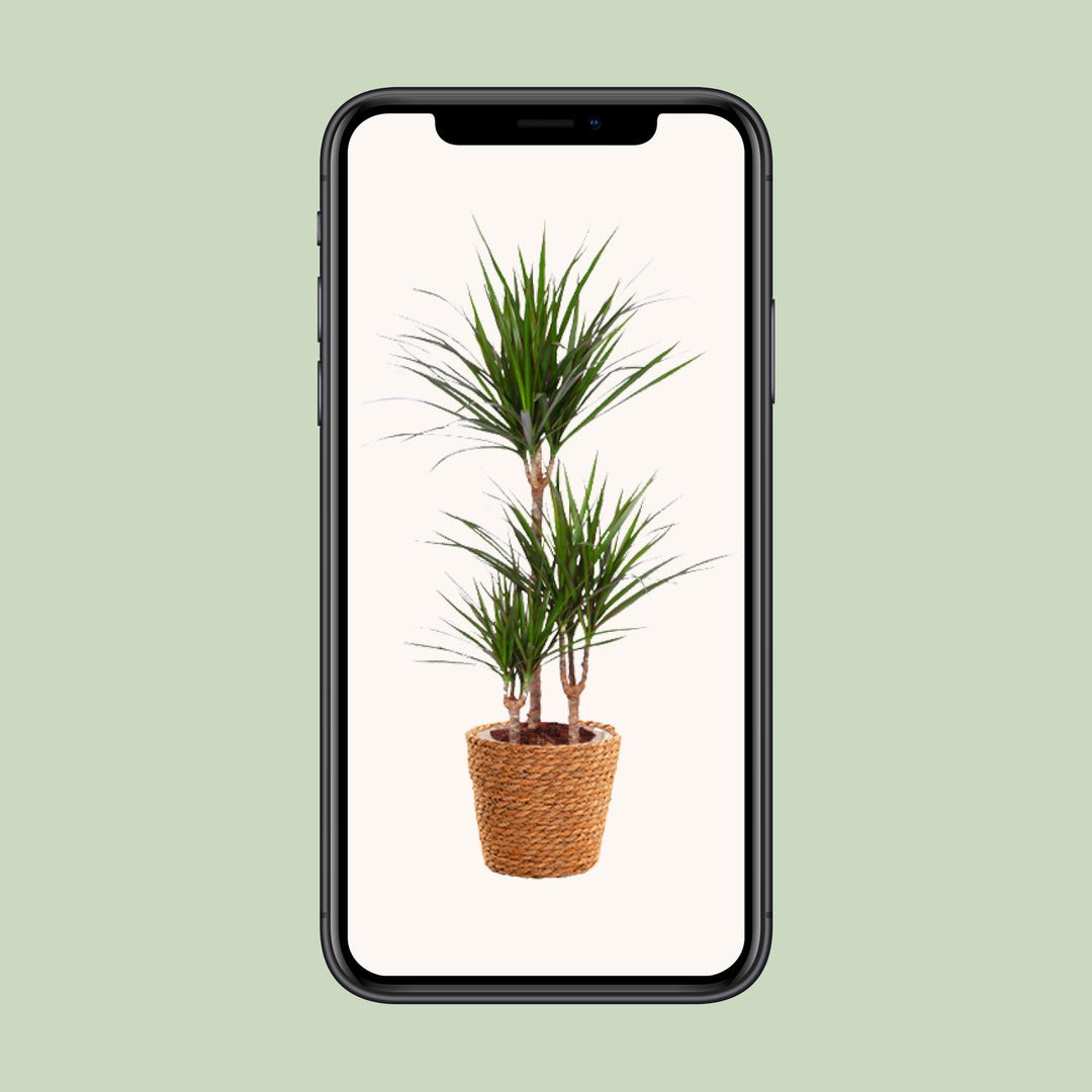 Dracaena Marginata - Ø21cm - ↕95cm + seagrass basket