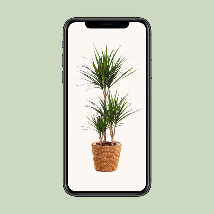 Dracaena Marginata - Ø21cm - ↕95cm + seagrass basket