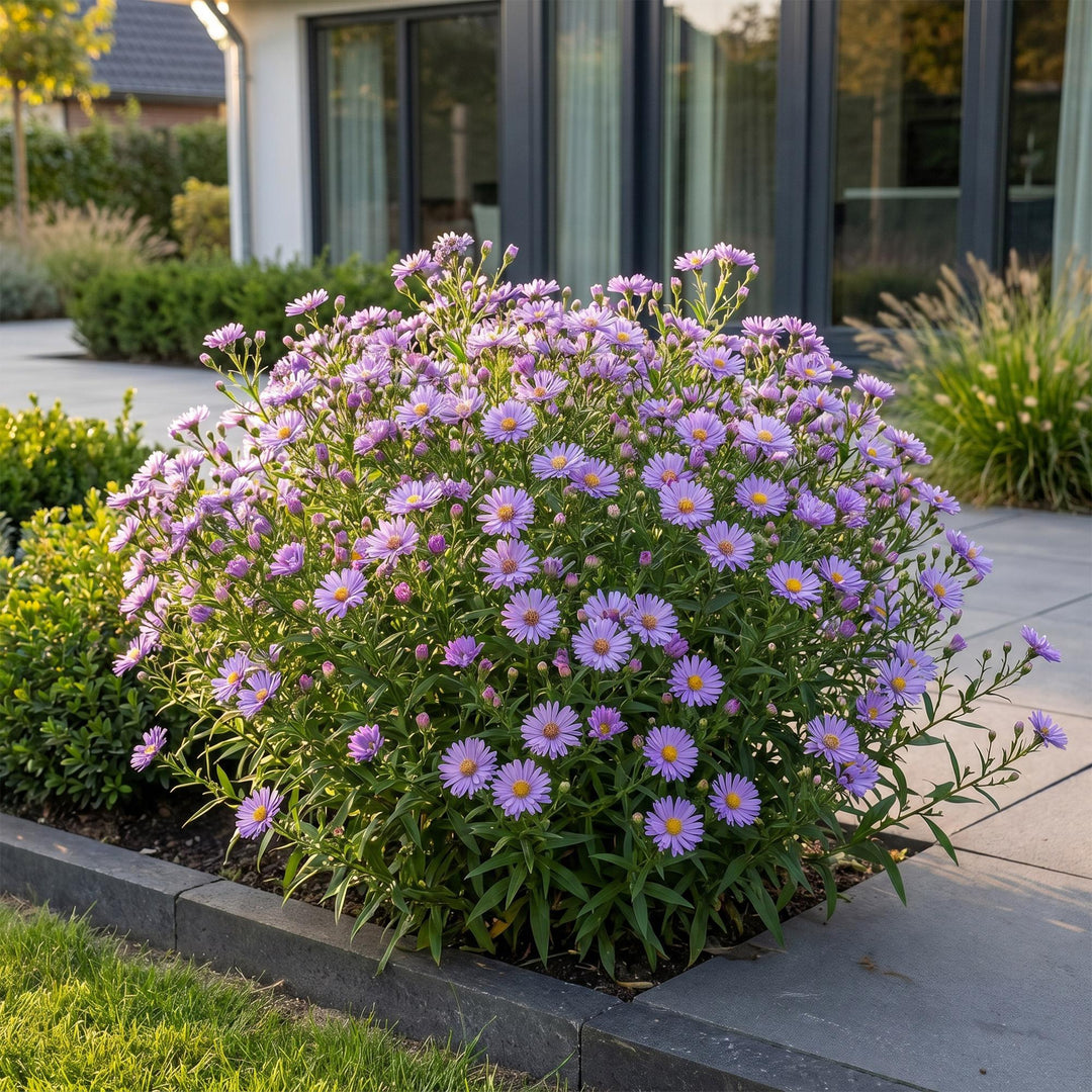 Plante vivace - Aster (D) Méditerranée - Aster de mer - Attire les abeilles et les papillons - Violet - 24 Plantes - Pot 11cm - Hauteur 15-25cm