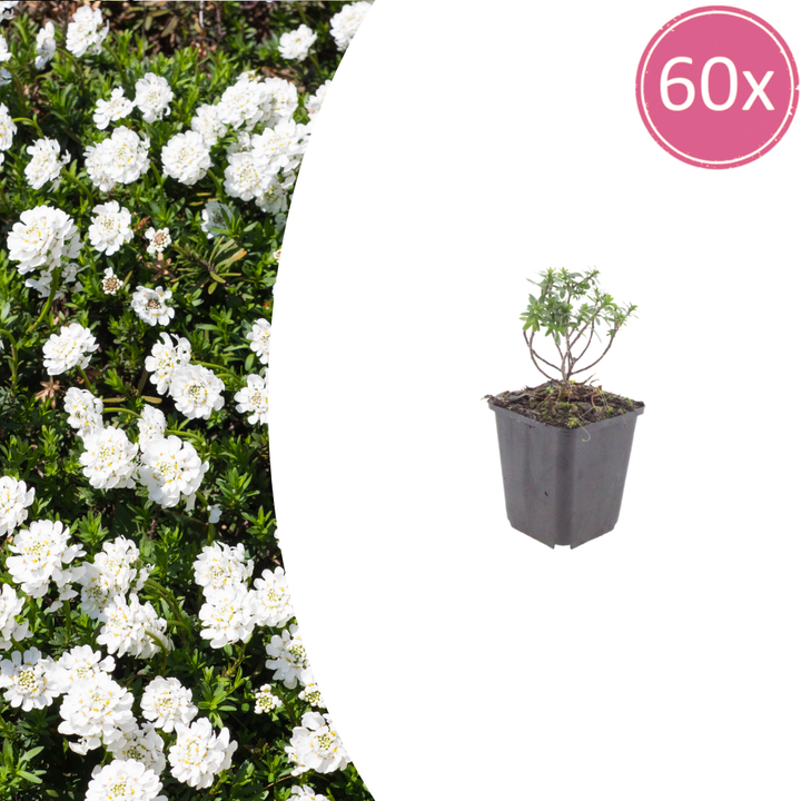 60x Iberis semp. 'Schneeflocke' - ↕10-25cm - Ø9cm