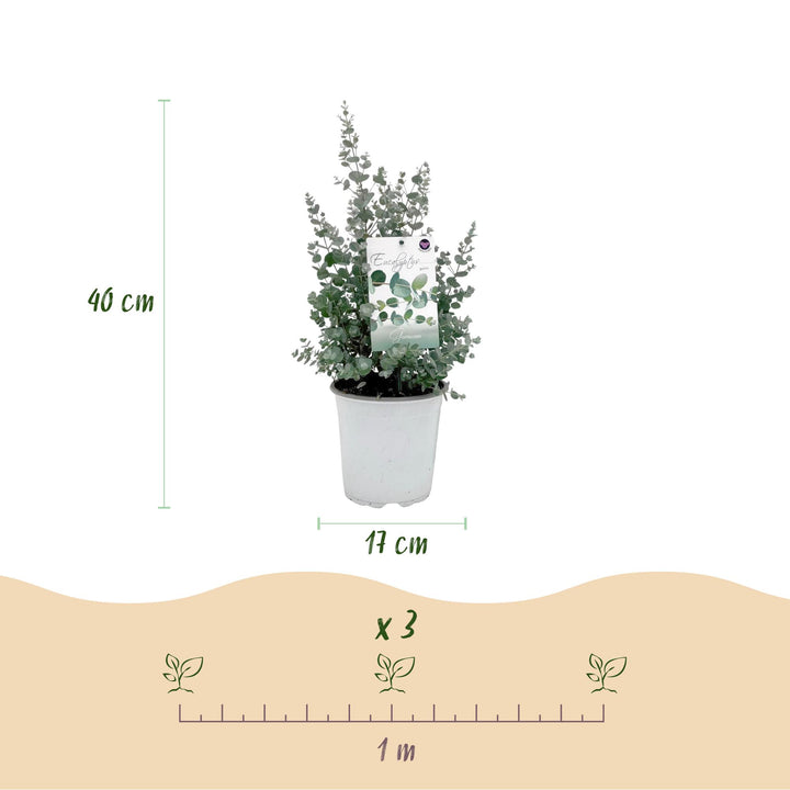 Pack of 4 Eucalyptus gunnii plants in 17cm pots, 40cm tall - view 3