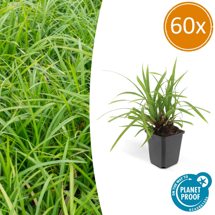 Carex Morrowi Irish Green - Evergreen Groundcover Plants 60 Pack