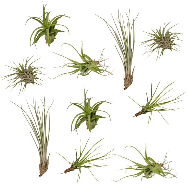 Everspring - Tillandsia Air mix - 10 Pieces - 6 cm - ø6