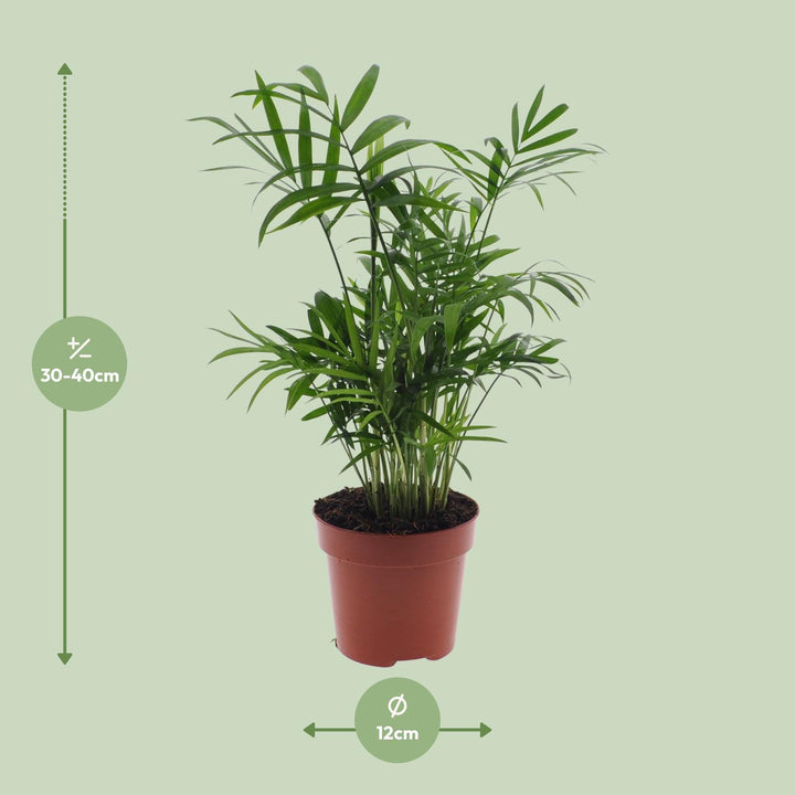 Chamaedorea Elegans Palm 40cm - Indoor Dwarf Mountain Palm Plant