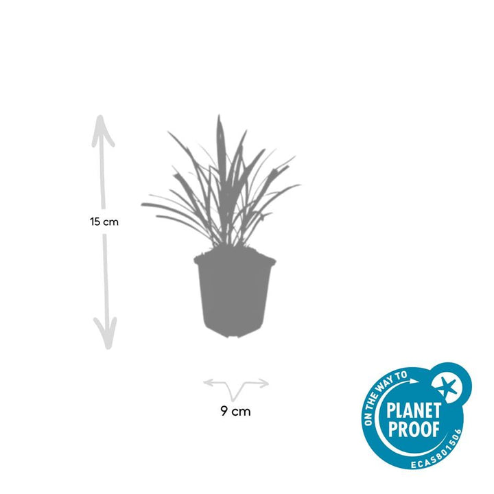 24x Liriope muscari 'Ingwersen' Lily Turf - Clumping Border Plants 9cm