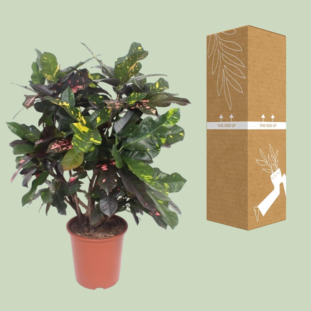 Croton Plant (Codiaeum Magnificent) - 110cm Indoor Air Purifier