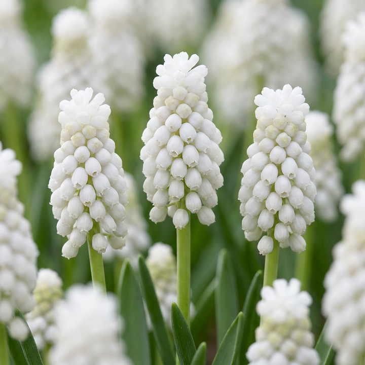 400x Muscari White Magic - Muscari blanc - Blanc - Bulbe naturalisant - Calibre 6/7