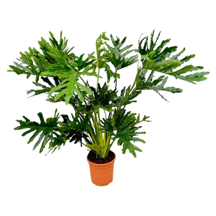 Large Philodendron Selloum indoor plant with split green leaves in a decorative pot