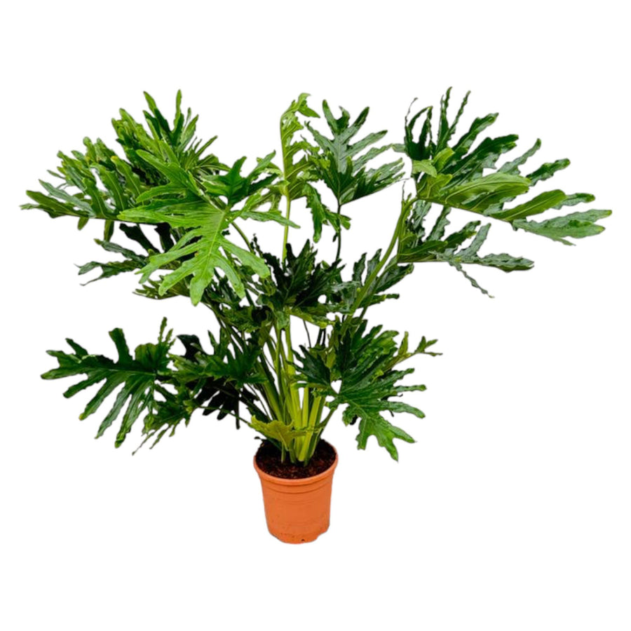 Large Philodendron Selloum indoor plant with split green leaves in a decorative pot