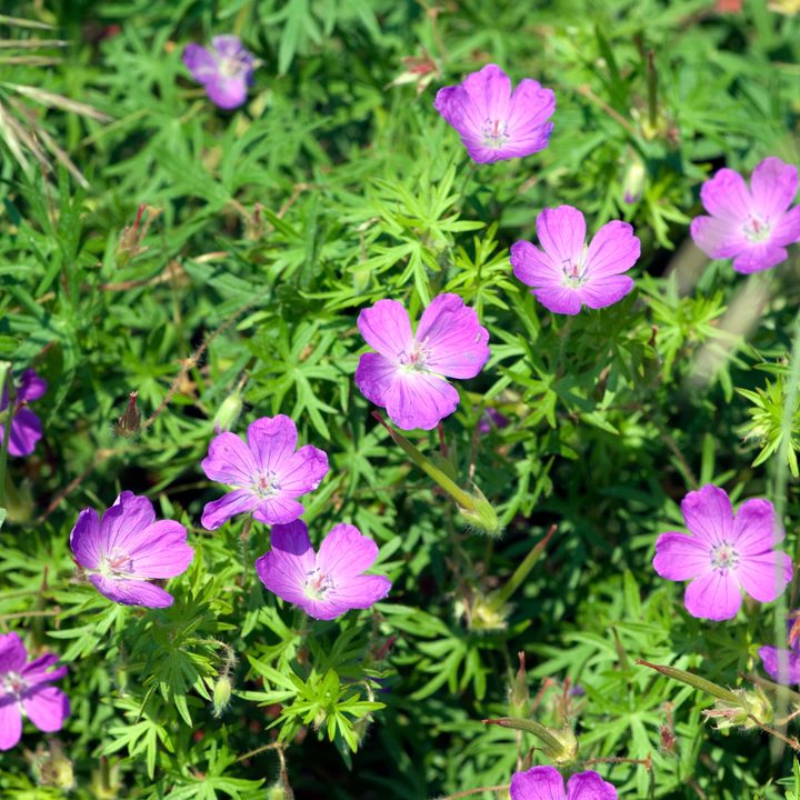 6x Geranium sanguineum - ↕10-25cm - Ø9cm