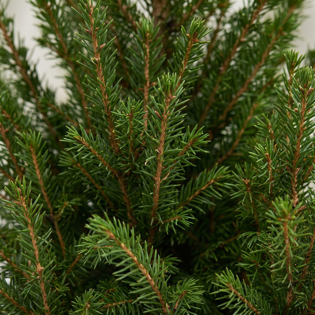 Pack of 4 potted dwarf spruce Christmas trees, 65cm in 17cm pots with a jute bag - view 4