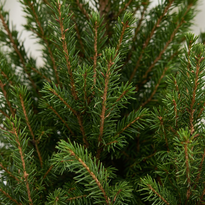 Pack of 4 potted dwarf spruce Christmas trees, 65cm in 17cm pots with a jute bag - view 4