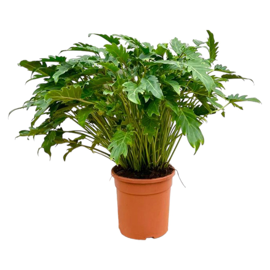 Philodendron Xanadu plant with lush green foliage in a decorative pot, 80cm tall, by Everspring.
