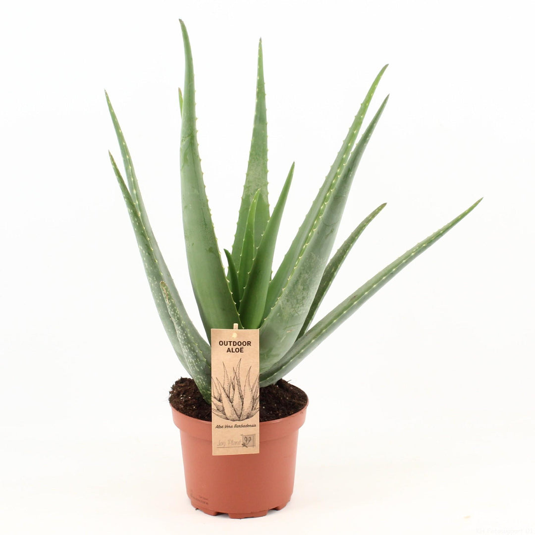 Aloe Vera Plant 70cm - Large Indoor Succulent 19cm Pot