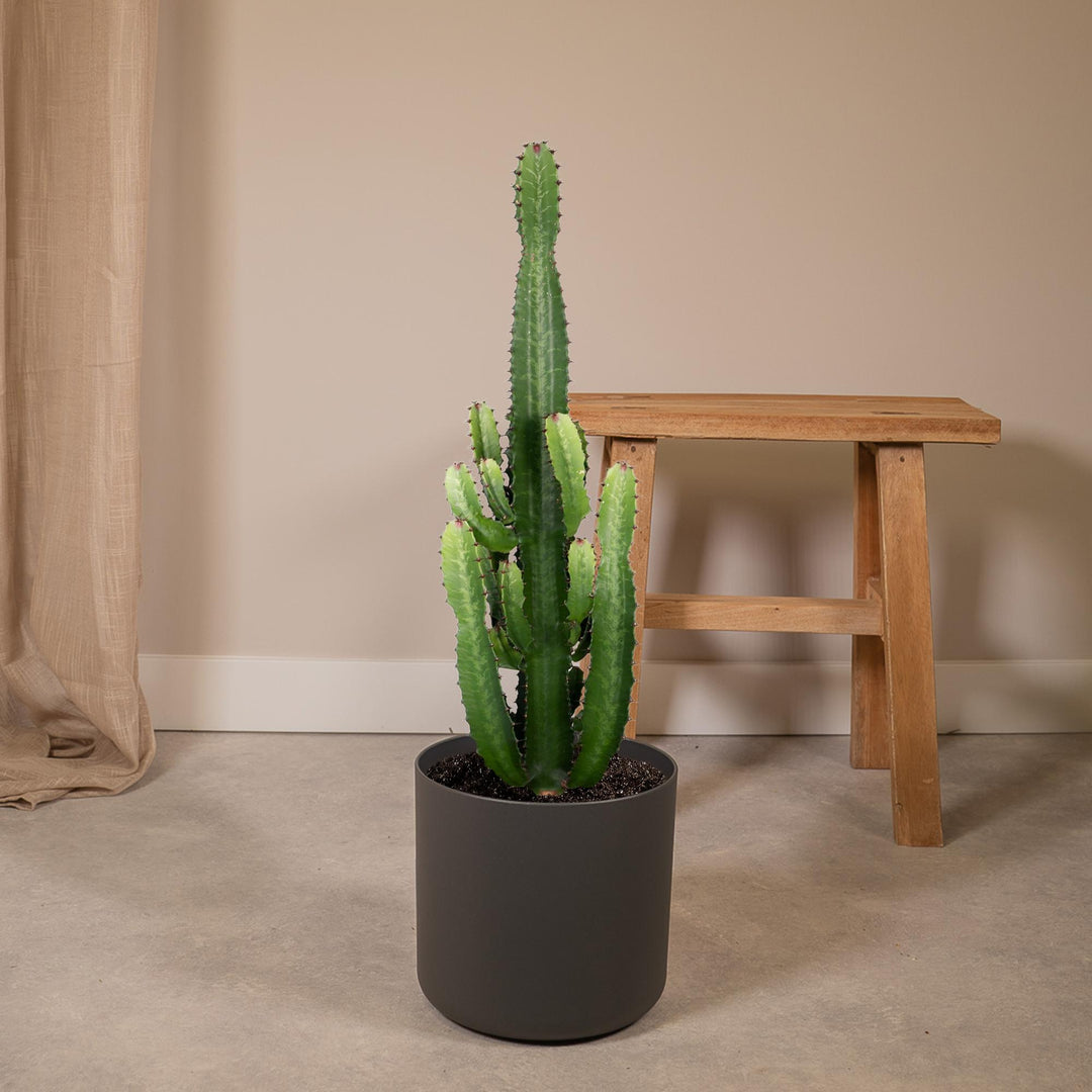 Euphorbia Acrurensis Cactus Plant - 24cm Pot - 60cm Height