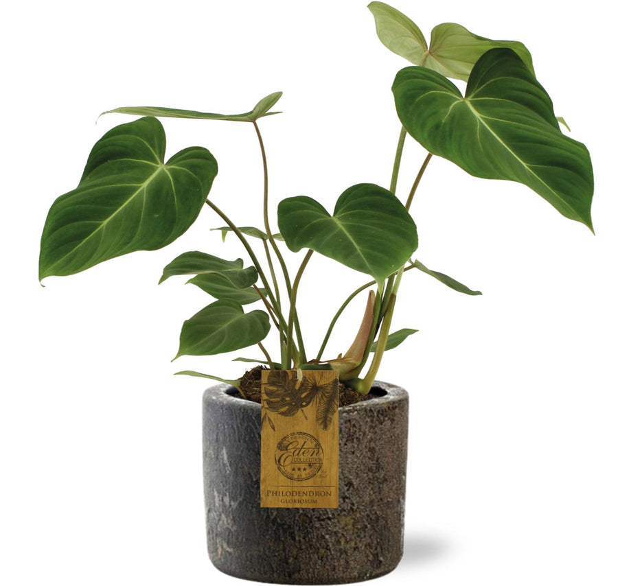 Philodendron Gloriosum plant in a 15cm brown Maas pot, featuring velvety green leaves, by Everspring.