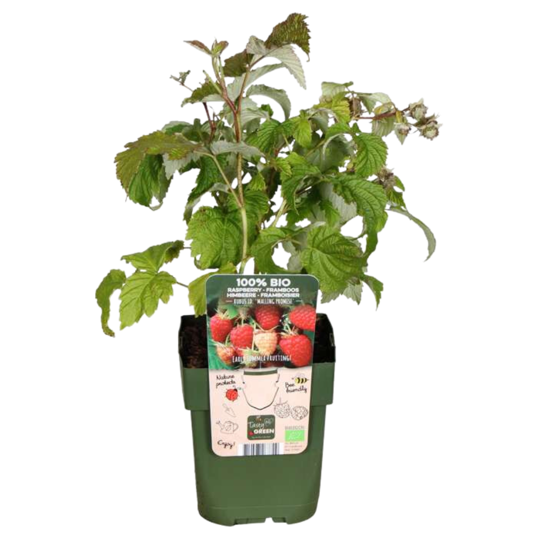 Organic Berry Fruit Plant Collection | Grow Your Own Fruit Starter Kit