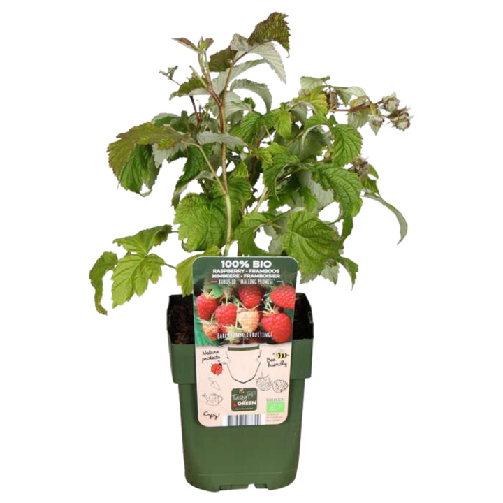 Organic Berry Fruit Plant Collection | Grow Your Own Fruit Starter Kit