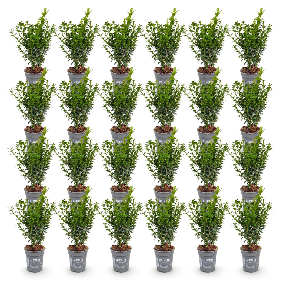 24x Buxus sempervirens boxwood hedging plants in 9cm pots - view 2