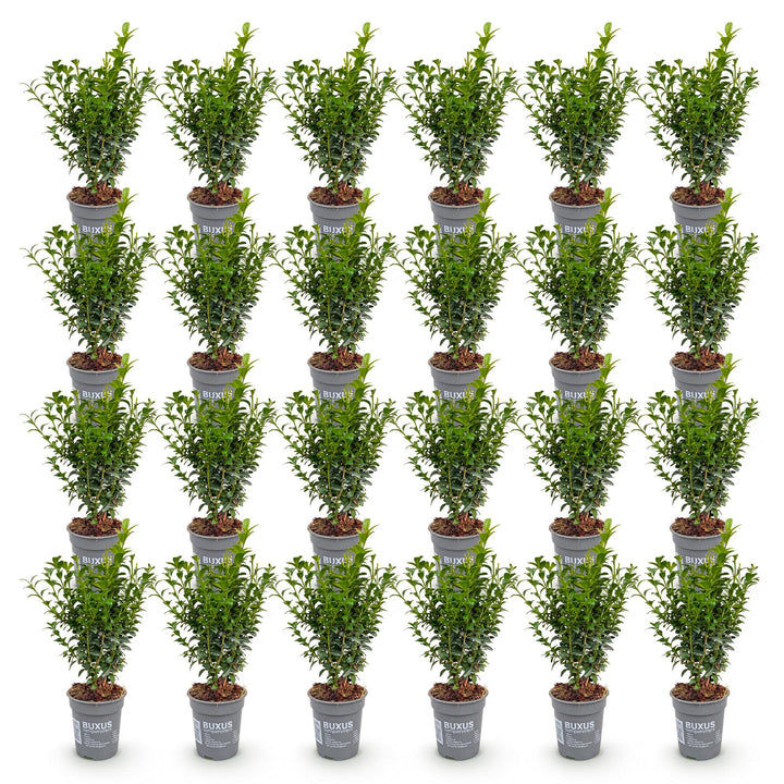 24x Buxus sempervirens boxwood hedging plants in 9cm pots - view 2