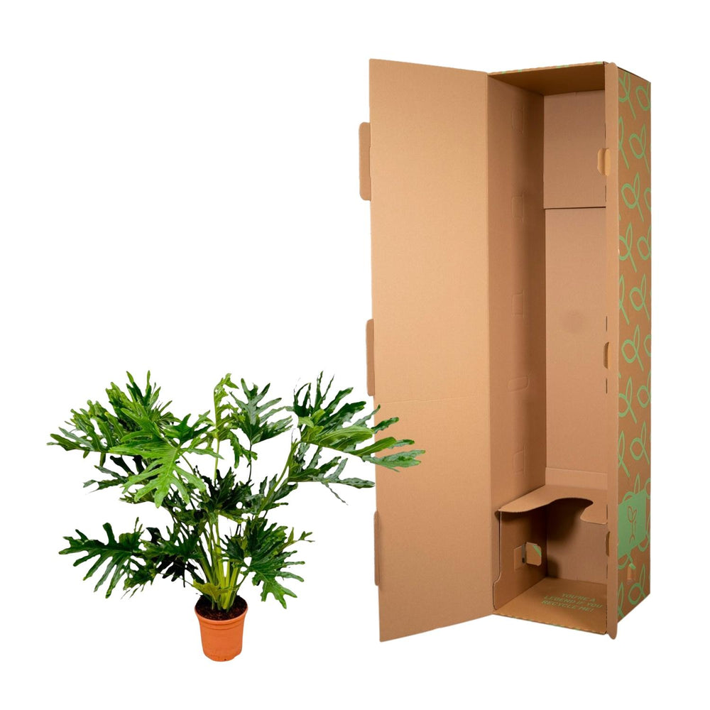 Large green Philodendron Selloum indoor plant with split leaves in a decorative pot