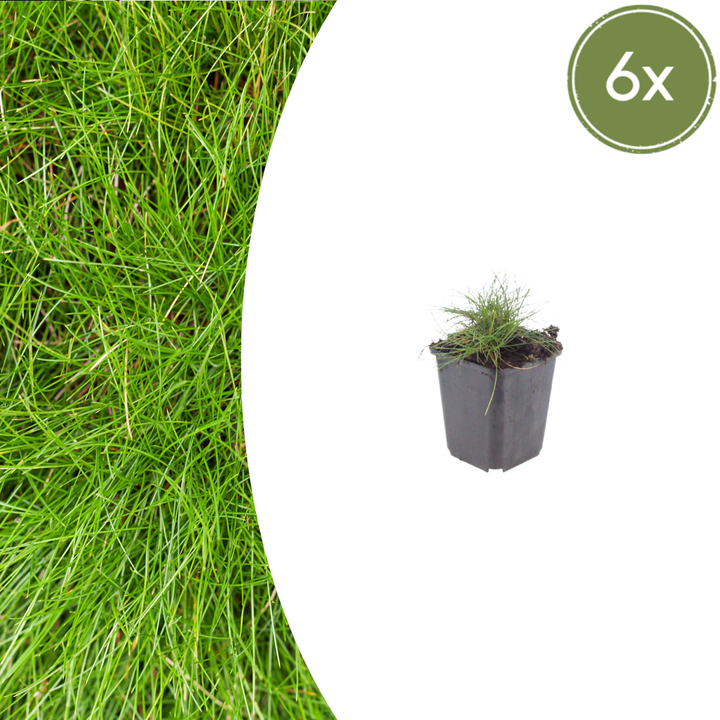 6x Festuca gautieri - ↕10-25cm - Ø9cm
