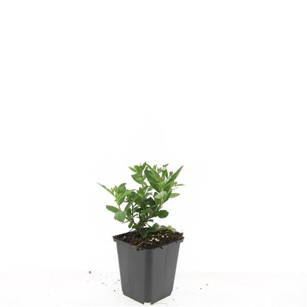 48x Aster ageratoides 'Stardust' - ↕10-25cm - Ø9cm