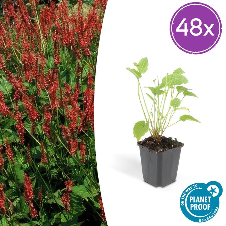 48x Persicaria amplexicaulis plants, height 10-25cm, in black plastic pots, vibrant red flowers, Everspring brand.