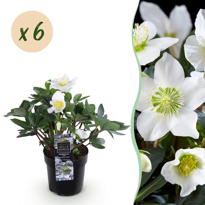 6x Helleborus niger 'Christmas Carol' Christmas Rose in 10.5cm pots