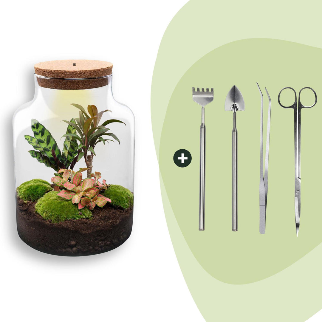Milky DIY terrarium kit, 30 cm high, with plants and moss