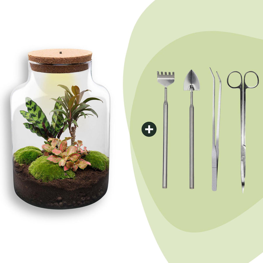Milky DIY terrarium kit, 30 cm high, with plants and moss