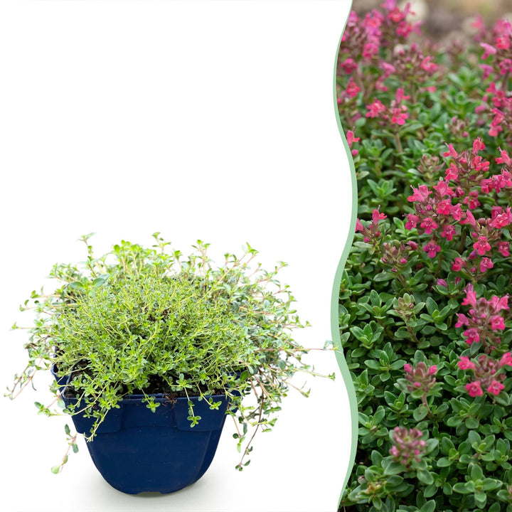 Pack of 24 Thymus praecox 'Red Carpet' creeping thyme plants in 11cm pots