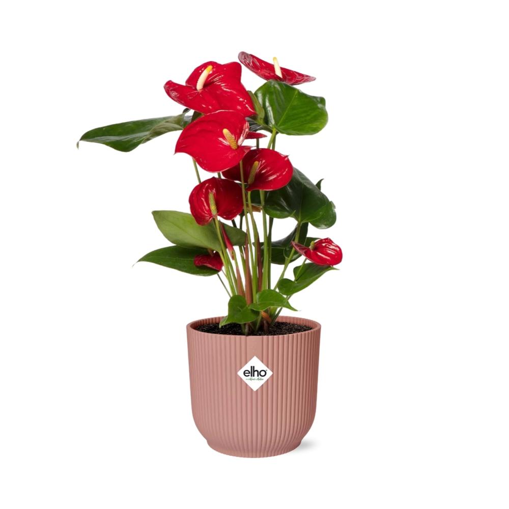 Red Anthurium (Anthurium andraeanum) in a pink ELHO Vibes pot, view 2