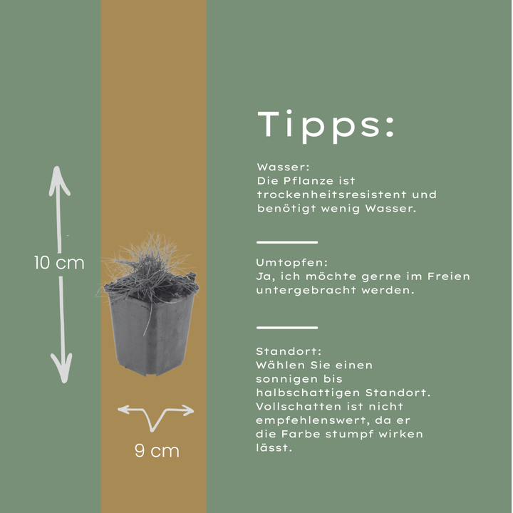 6x Festuca gautieri - ↕10-25cm - Ø9cm