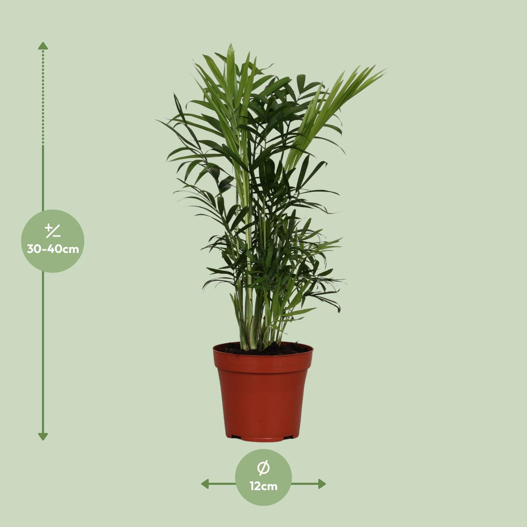 Chamaedorea Elegans Palm 40cm - Low Light Indoor Plant 12cm Pot