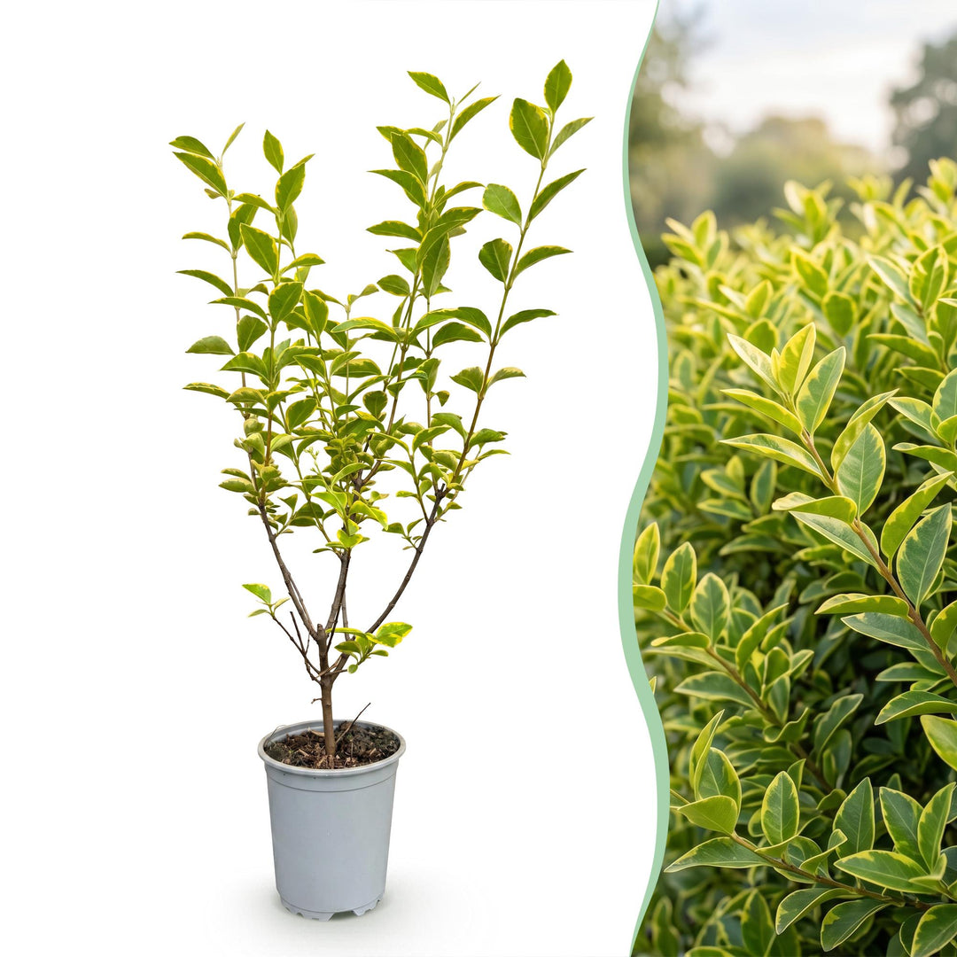 40 Ligustrum ovalifolium 'Aureum' golden privet plants in 9cm pots, 35-45cm tall - view 3